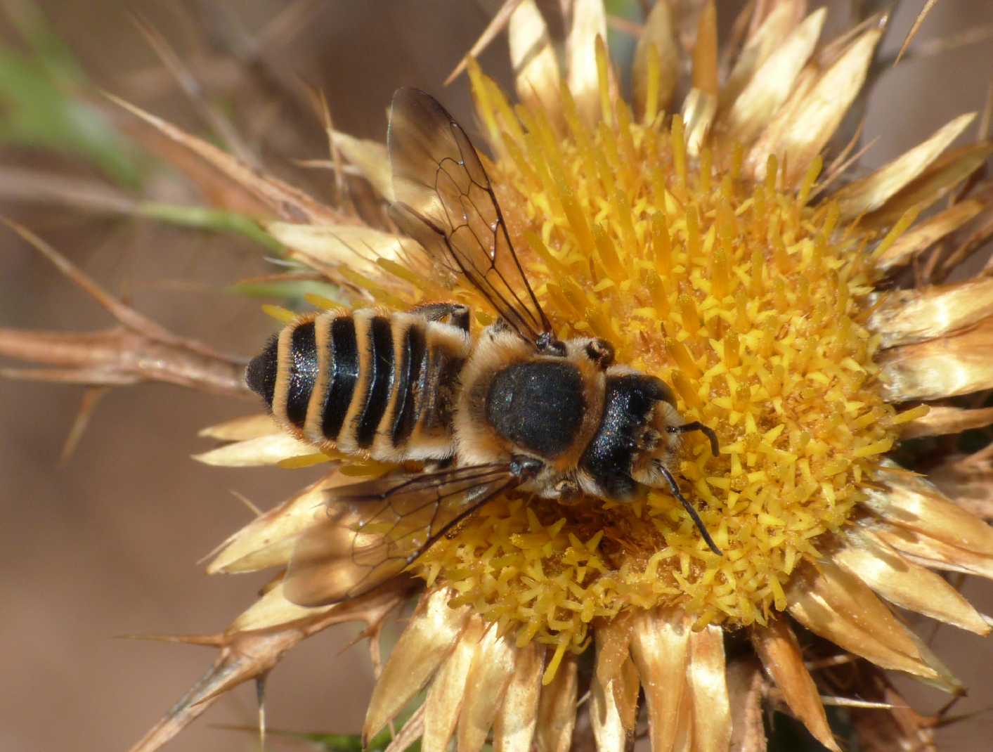 Grosso Megachile sp.